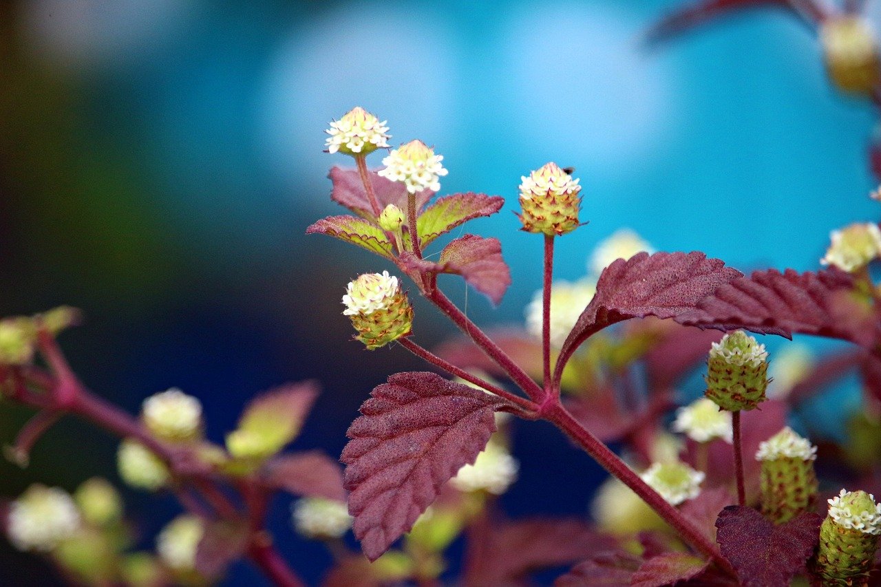 plant, sweet cabbage, aztec sweet herb-2545358.jpg